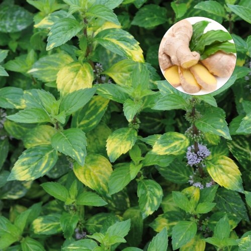 Mentha gracilis 'Ginger' - Väärismünt 'Ginger' C1,5/1,5L